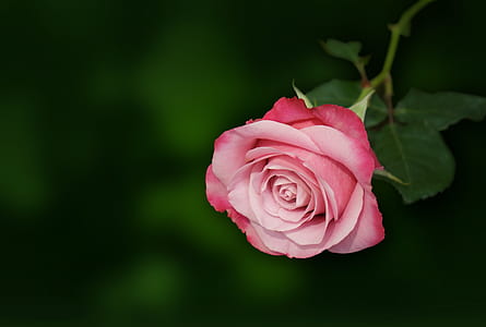 selective focus photography of pink rose thumbnail
