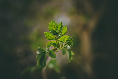 shallow focus photography of green plant thumbnail