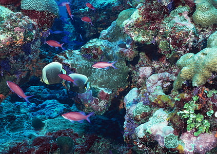 school of pink and grey fish thumbnail