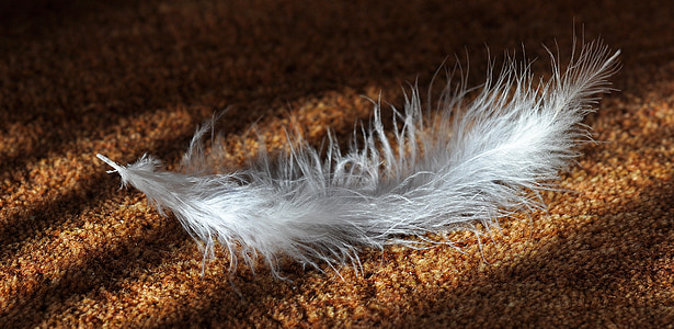 white feather on brown fleece mat thumbnail