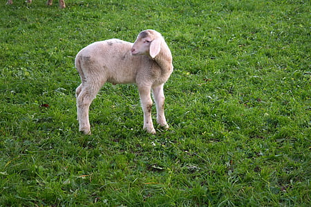 white lamb standing on ground thumbnail