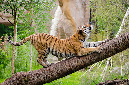 Tiger Stretching over Brown Trunk during Daytime thumbnail