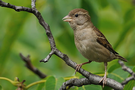 brown bird on gray tree branch thumbnail