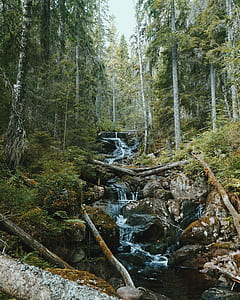 time-lapse photography of river surrounded by green trees at daytime thumbnail