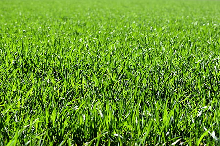 green grass thumbnail