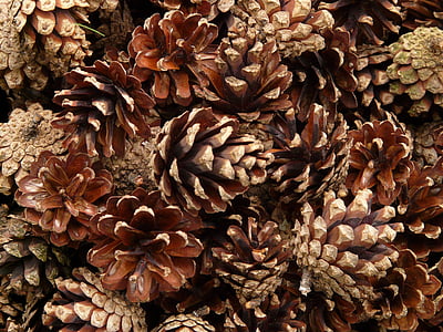 brown pine cone lot thumbnail