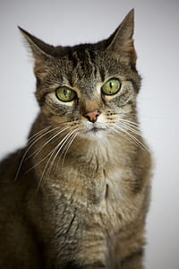 photo of brown tabby cat thumbnail