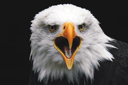 Bald Eagle thumbnail