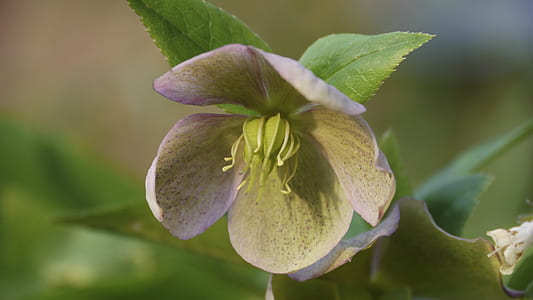 shallow focus photography of green flower thumbnail