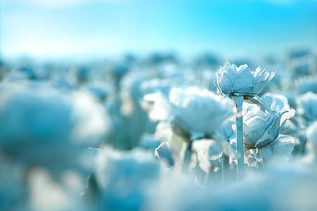 Selective Focus Photography of Flowers thumbnail