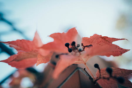 red maple leaves on branch thumbnail