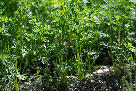 green leafed plants on ground thumbnail