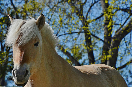 selective focus photography of brown horse near tree at daytime thumbnail