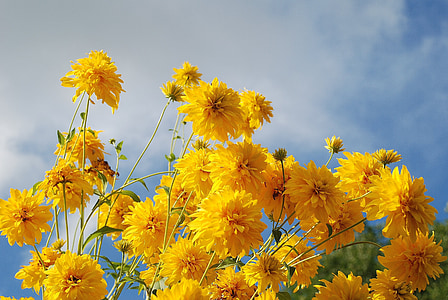 close up photo of yellow flowers thumbnail