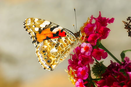 painted lady butterfly perched on pink petaled flower in selective focus photography thumbnail
