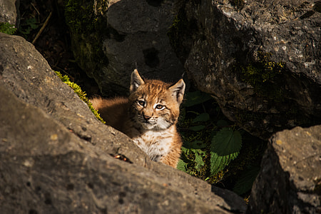 brown mountain cat thumbnail