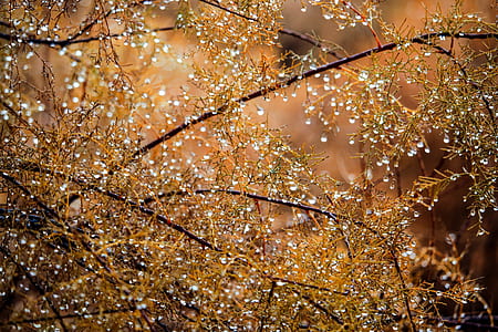 closeup of dew drops on leaves and tree branches thumbnail