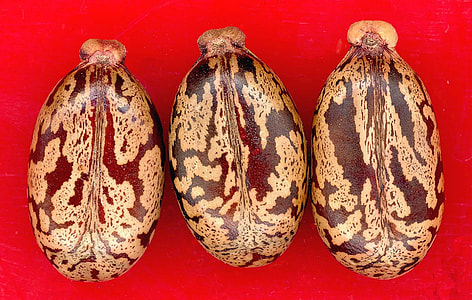 three brown-and-black nuts thumbnail