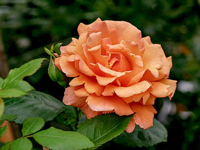 selective focus photo of orange rose in bloom thumbnail