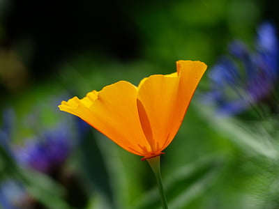 orange petaled flower in selective focus photography thumbnail