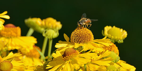 macro photography of bumble bee on flower thumbnail