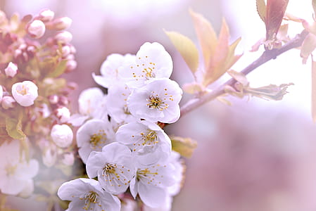 selective focus photography of white cherry blossom flowers thumbnail