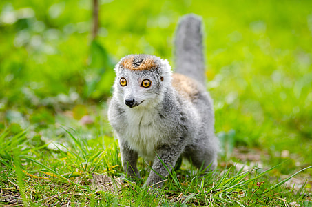 Lemur walking on the ground thumbnail