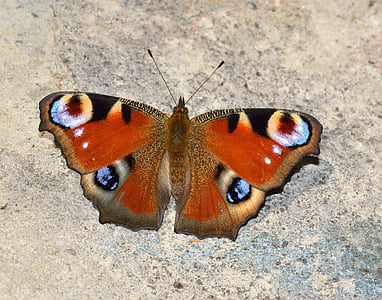 closeup photo of peacock butterfly thumbnail