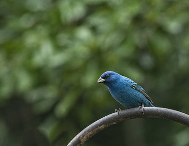selective focus photography of indigo bunting thumbnail