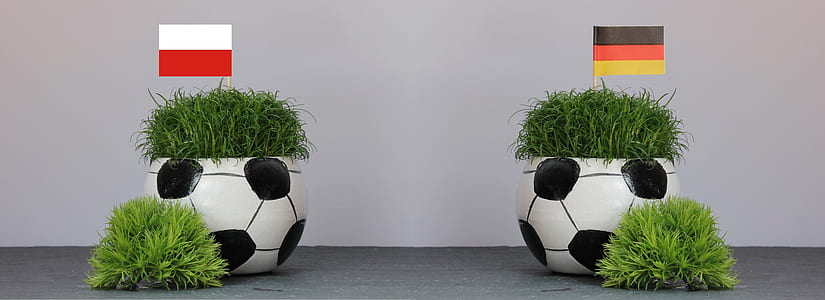 green leafed plants in soccer ball plant pots thumbnail