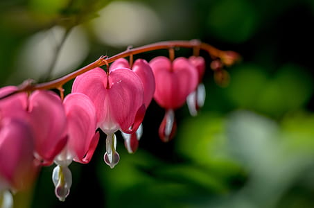 pink flowers thumbnail