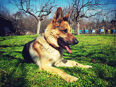 adult black and tan German shepherd lying on green grass thumbnail