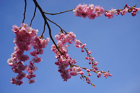 photo of sakura blossoms under clear blue sky thumbnail