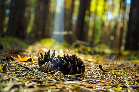 closeup photography of black pine cone thumbnail