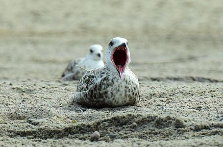 selective focus photography of grey gull on ground thumbnail