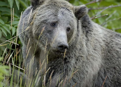 selective focus photography of grizzle bear thumbnail