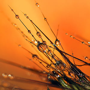 close up photo of grass with dew drops thumbnail