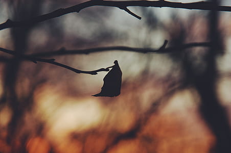 silhouette of leafe thumbnail