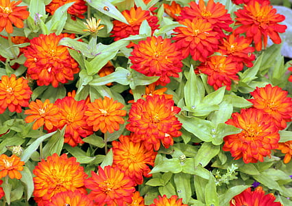 bed of marigold thumbnail