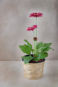green leafed plant with pink flowers thumbnail