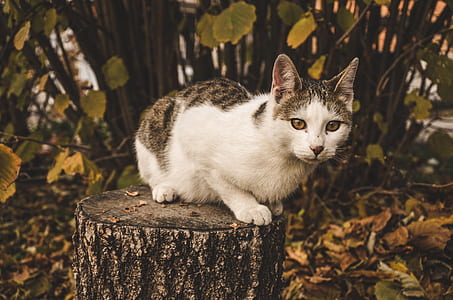 cat lying on tree log thumbnail