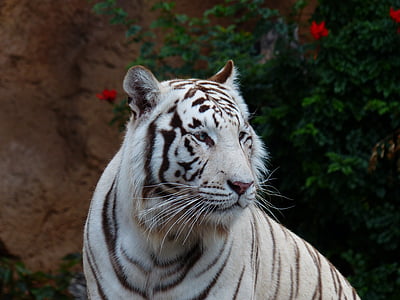albino tiger thumbnail