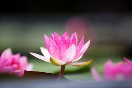 selective focus of pink Lotus flowers thumbnail