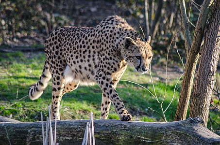 cheetah walking on log thumbnail