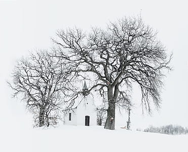 Bare Tree Near Building during Snow Time Photo thumbnail