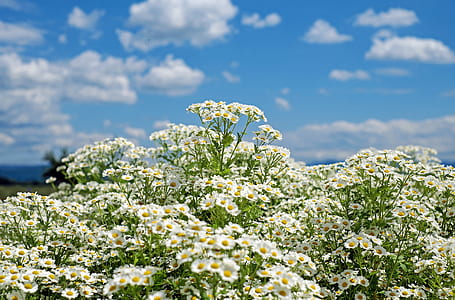 white flowers during daytime thumbnail