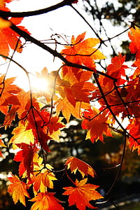 orange leafed tree during daytime thumbnail