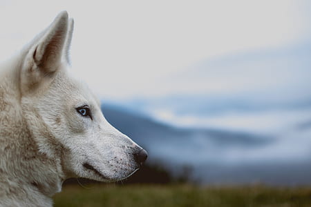 shallow focus photography of adult white Siberian husky thumbnail