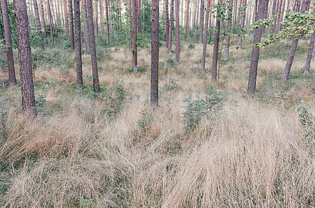 Summer forest in Latvia thumbnail