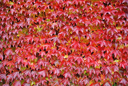 closeup photo of red leaves thumbnail